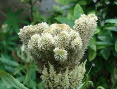 白鸡冠花